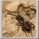 Nomada furva sheppardana - Wespenbiene 02 5mm.jpg